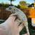 Geckos 1 thumbnail