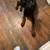 🐾 REAL WORLD DOG TRAINING & BOARDING – ANNAPOLIS | SPECIALS 🤩👀👇 21 thumbnail