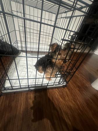 Yorkie pup perfect Christmas gift 🎁 1