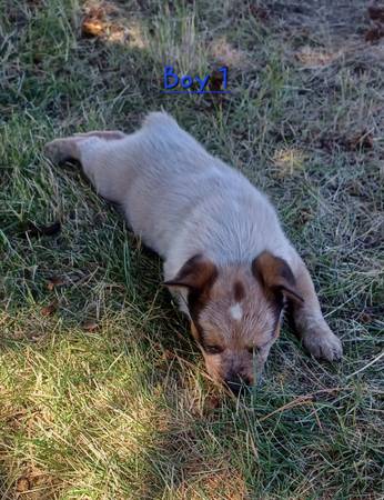 Heeler puppies63761970801539123