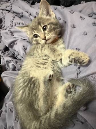Free kittens (East Wenatchee)63809105410563120