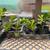 Jade Plants 7 thumbnail