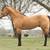 Stud Service: AQHA Buckskin stallion Frenchmans Guy and Corona Cartel 6 thumbnail