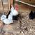 Serama rooster and two hens 1 thumbnail