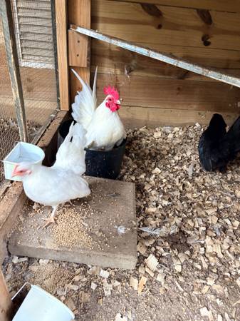 Serama rooster and two hens 1