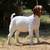 BOER GOAT ONLINE AUCTION - SATURDAY 4 thumbnail