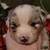 Akc standard Australian sheperds 5 thumbnail