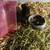 Guinea pigs 20.00 3 thumbnail