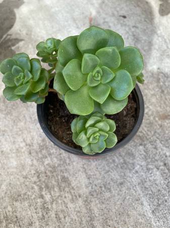 Aeonium “Lily Pad” 1