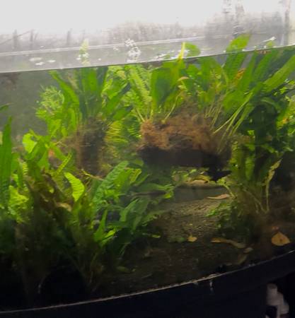 Plantas acuáticas (Revere)63655651346817120