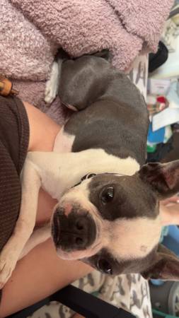 3 year old male Boston terrier63853558149121120