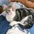 Cat & Kitten Adoptions TODAY, Sunday Sept. 14- Pet Club, San Mateo 3 thumbnail