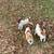 Purebred Jack Russell Puppies 6 thumbnail
