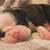 Olde English Bulldog Puppies 8 thumbnail