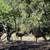Furnished Small Room WiFi,45acre Redwood Retreat,Cat ok,flexible lease 17 thumbnail