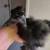 Silkies chicks 2 thumbnail