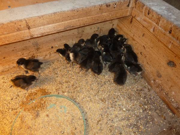 BLACK COPPER MARAND CHICKS 1
