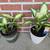 Indoor Plants 4 thumbnail
