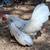 Azteca hen 4 thumbnail