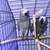 2 young male and female  grey pair 2 thumbnail