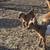 Nigerian dwarf doeling 5 thumbnail