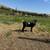 Nigerian Dwarf Doe 2 thumbnail
