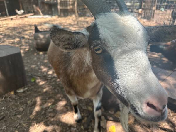 Goats (Belton)63839344453889123