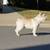 Male French Bulldog 2 thumbnail
