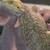 Rehoming male bearded dragon 2 thumbnail