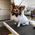 Experienced Pet Groomer 3 thumbnail