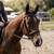 Bay roan gelding 1 thumbnail