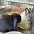 Rabbit 1 thumbnail