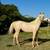 Horse AQHA Yearling Gelding  *Reduced* 1 thumbnail