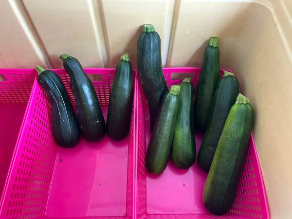Zucchini/Beets/Cabbage 5871 Lickman rd 1