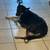 Rehoming German Shepherd/ Husky 6 thumbnail