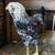 Easter Egger Roosters-5 months 3 thumbnail