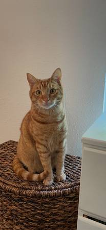 Lost Tabby Cat $100 Reward if you can find him 1