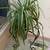 SPIDER PLANTS-Great Air Cleaning Houseplant 2/$10 4 thumbnail