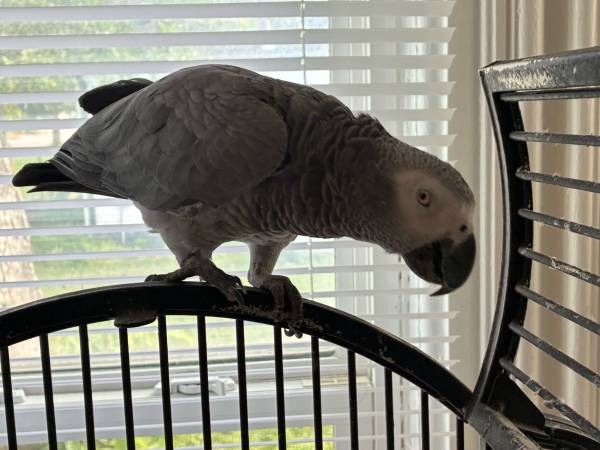 African Grey parrot congo (Snyder)63962437403395122