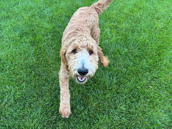 Goldendoodle macho de 6 meses necesita reubicación (Pasco)63827962001155121