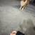 Stray Large dog 3 thumbnail