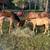 Riding or Broodmare 7 thumbnail