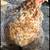 Calico Cochin Bantam Chicks & Hatching Eggs 5 thumbnail
