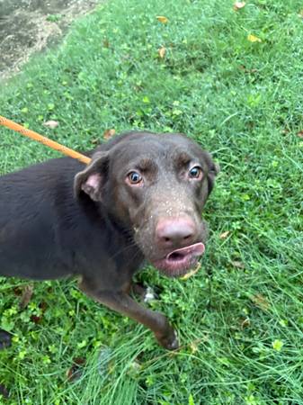 Rehoming lab mix (Westminster)63924992112259121
