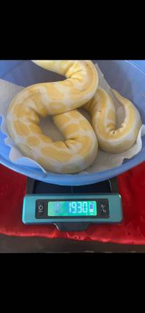 Pitón bola (Denver)65215443336961120