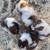 Karakachan puppies 5 thumbnail