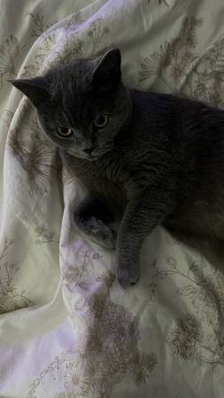 rehome female scottish straight (Kent)63853558507393120