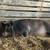 GILT HOG 4 thumbnail