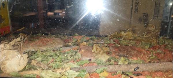 6 reptile tanks  and frog set ups !!! stop on in 1