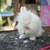Bunny 2 thumbnail